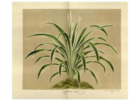 Reproducción/Reproduction 49588522382: Flore des serres et des jardins de l'Europe. A Gand :chez Louis van Houtte, eÌditeur,1845-1880.. 