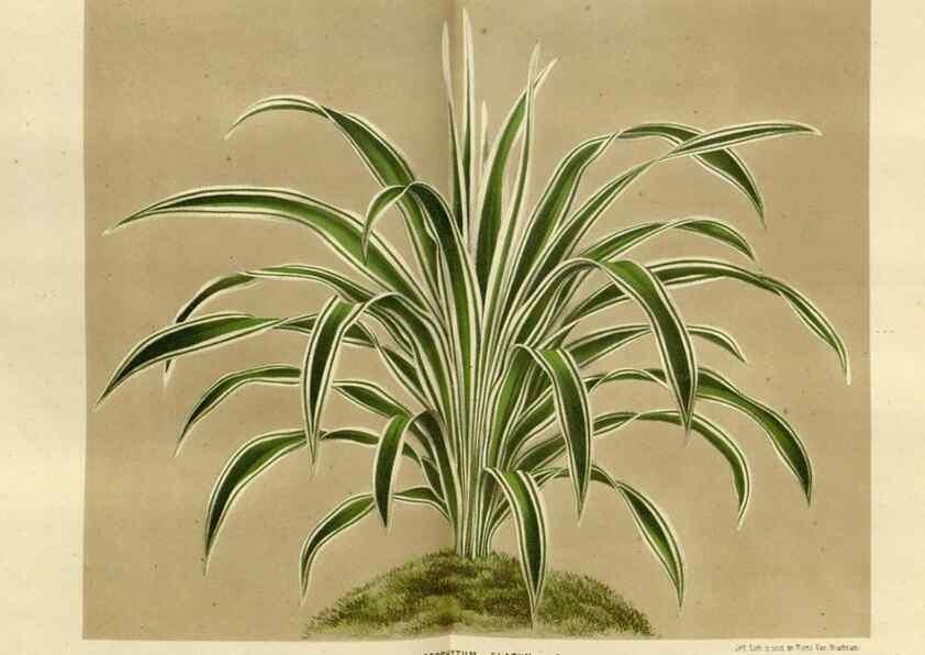 Reproducción/Reproduction 49588522382: Flore des serres et des jardins de l'Europe. A Gand :chez Louis van Houtte, eÌditeur,1845-1880.. 