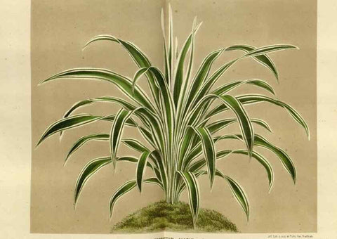 Reproducción/Reproduction 49588522382: Flore des serres et des jardins de l'Europe. A Gand :chez Louis van Houtte, eÌditeur,1845-1880.. 