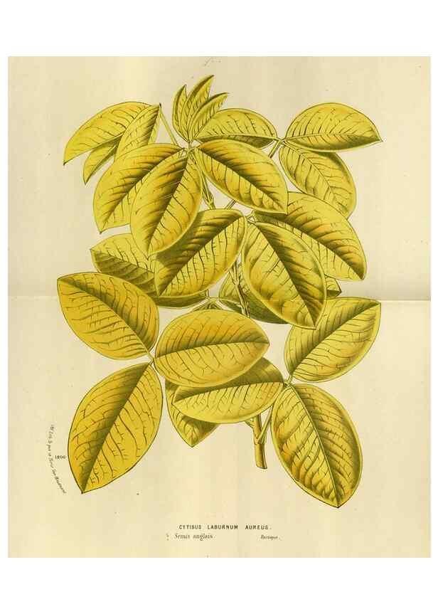 Reproducción/Reproduction 49588522717: Flore des serres et des jardins de l'Europe. A Gand :chez Louis van Houtte, eÌditeur,1845-1880.. 