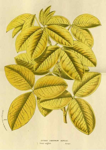 Reproducción/Reproduction 49588522717: Flore des serres et des jardins de l'Europe. A Gand :chez Louis van Houtte, eÌditeur,1845-1880.. 