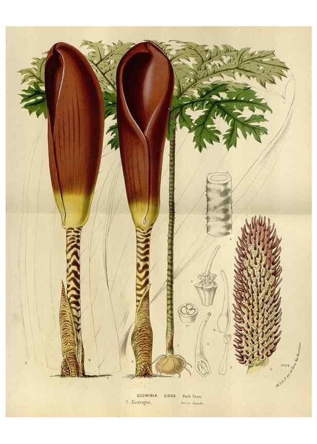 Reproducción/Reproduction 49588523037: Flore des serres et des jardins de l'Europe. A Gand :chez Louis van Houtte, eÌditeur,1845-1880.. 