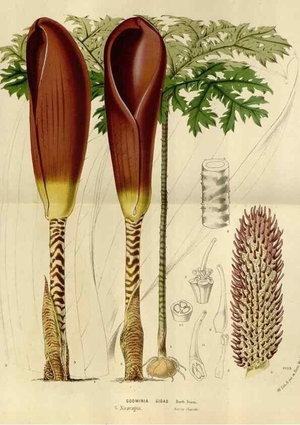 Reproducción/Reproduction 49588523037: Flore des serres et des jardins de l'Europe. A Gand :chez Louis van Houtte, eÌditeur,1845-1880.. 
