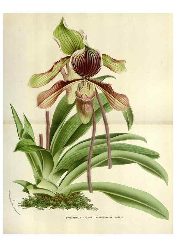 Reproducción/Reproduction 49588360331: Flore des serres et des jardins de l'Europe. A Gand :chez Louis van Houtte, eÌditeur,1845-1880.. 