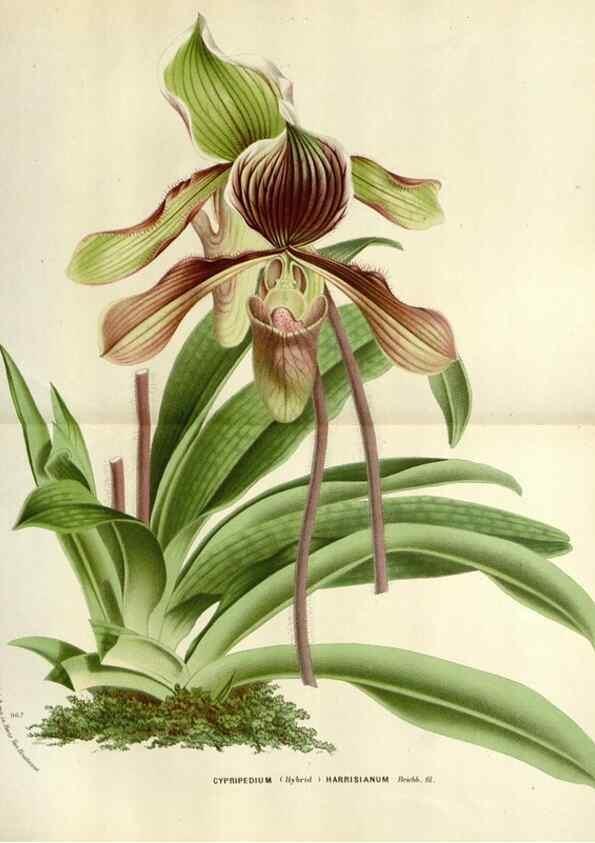 Reproducción/Reproduction 49588360331: Flore des serres et des jardins de l'Europe. A Gand :chez Louis van Houtte, eÌditeur,1845-1880.. 