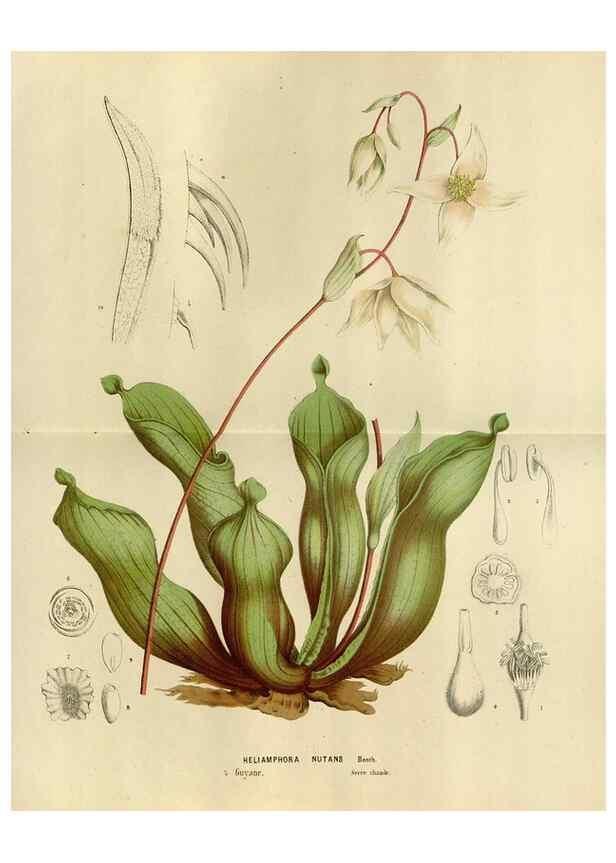 Reproducción/Reproduction 49588523337: Flore des serres et des jardins de l'Europe. A Gand :chez Louis van Houtte, eÌditeur,1845-1880.. 