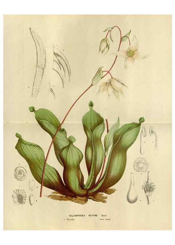 Reproducción/Reproduction 49588523337: Flore des serres et des jardins de l'Europe. A Gand :chez Louis van Houtte, eÌditeur,1845-1880.. 