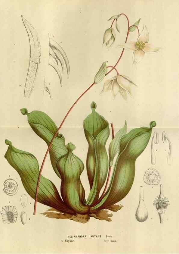 Reproducción/Reproduction 49588523337: Flore des serres et des jardins de l'Europe. A Gand :chez Louis van Houtte, eÌditeur,1845-1880.. 