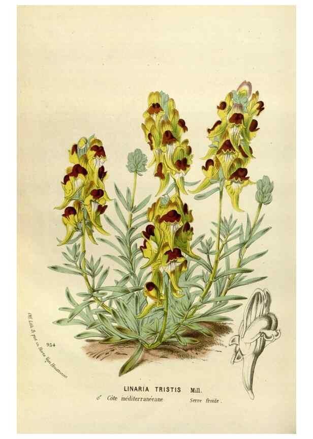 Reproducción/Reproduction 49588280046: Flore des serres et des jardins de l'Europe. A Gand :chez Louis van Houtte, eÌditeur,1845-1880.. 