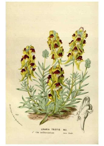 Reproducción/Reproduction 49588280046: Flore des serres et des jardins de l'Europe. A Gand :chez Louis van Houtte, eÌditeur,1845-1880.. 