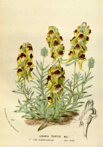 Reproducción/Reproduction 49588280046: Flore des serres et des jardins de l'Europe. A Gand :chez Louis van Houtte, eÌditeur,1845-1880.. 