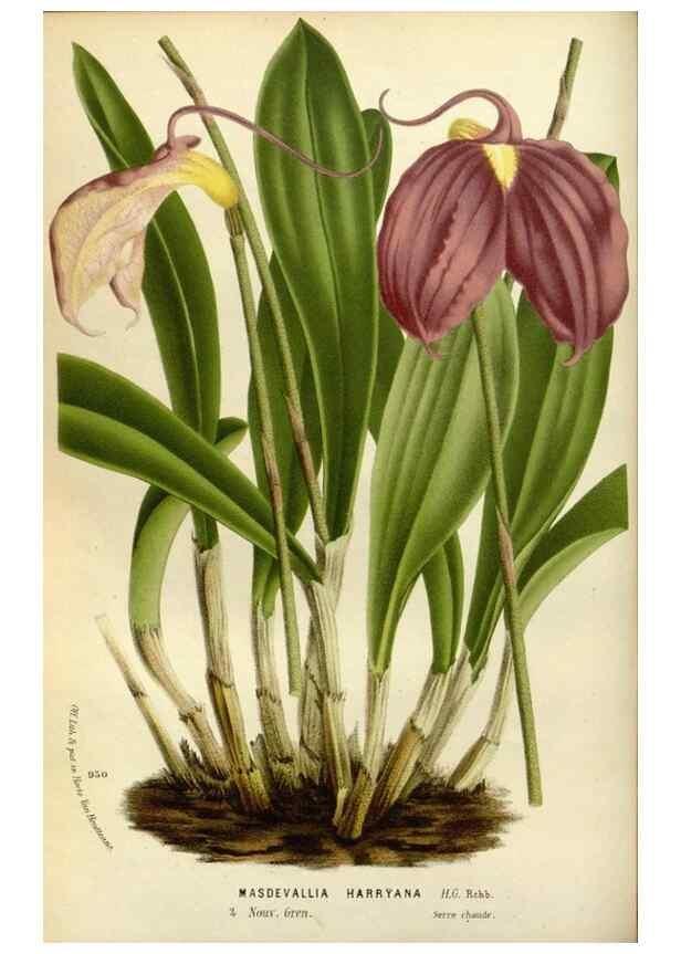 Reproducción/Reproduction 49588280241: Flore des serres et des jardins de l'Europe. A Gand :chez Louis van Houtte, eÌditeur,1845-1880.. 