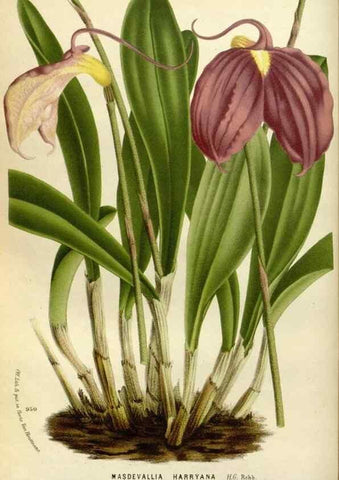 Reproducción/Reproduction 49588280241: Flore des serres et des jardins de l'Europe. A Gand :chez Louis van Houtte, eÌditeur,1845-1880.. 