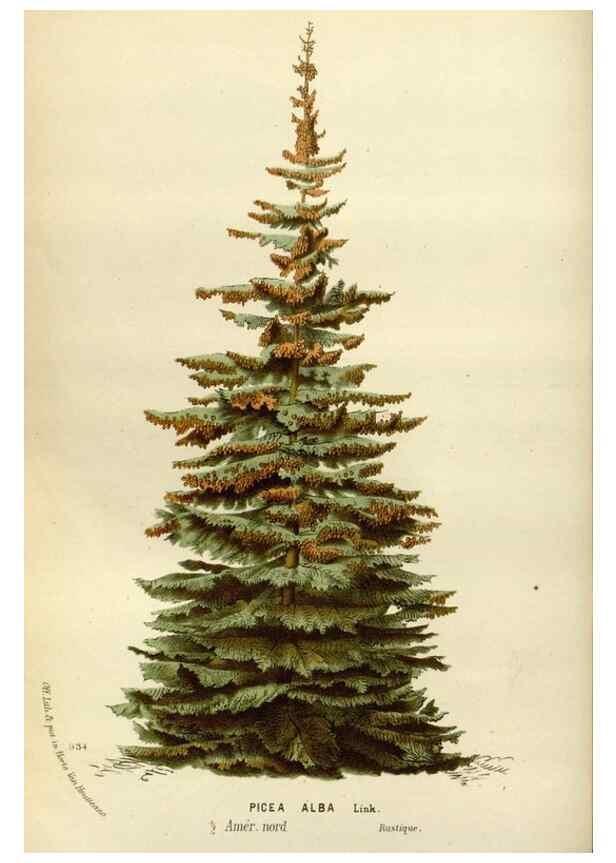 Reproducción/Reproduction 49588280496: Flore des serres et des jardins de l'Europe. A Gand :chez Louis van Houtte, eÌditeur,1845-1880.. 