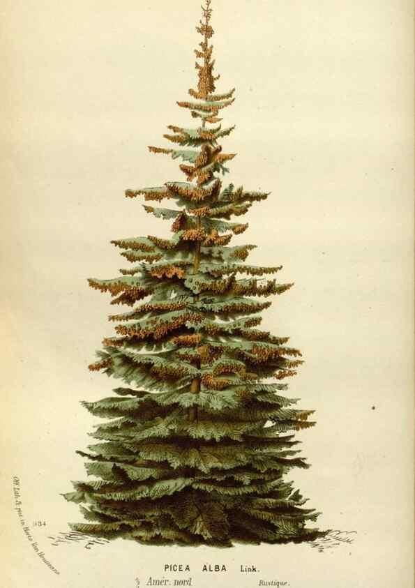 Reproducción/Reproduction 49588280496: Flore des serres et des jardins de l'Europe. A Gand :chez Louis van Houtte, eÌditeur,1845-1880.. 