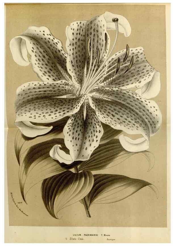 Reproducción/Reproduction 49588524752: Flore des serres et des jardins de l'Europe. A Gand :chez Louis van Houtte, eÌditeur,1845-1880.. 