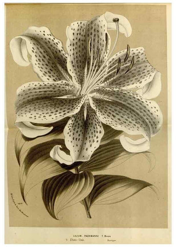 Reproducción/Reproduction 49588524752: Flore des serres et des jardins de l'Europe. A Gand :chez Louis van Houtte, eÌditeur,1845-1880.. 