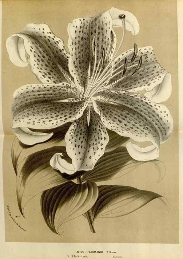 Reproducción/Reproduction 49588524752: Flore des serres et des jardins de l'Europe. A Gand :chez Louis van Houtte, eÌditeur,1845-1880.. 