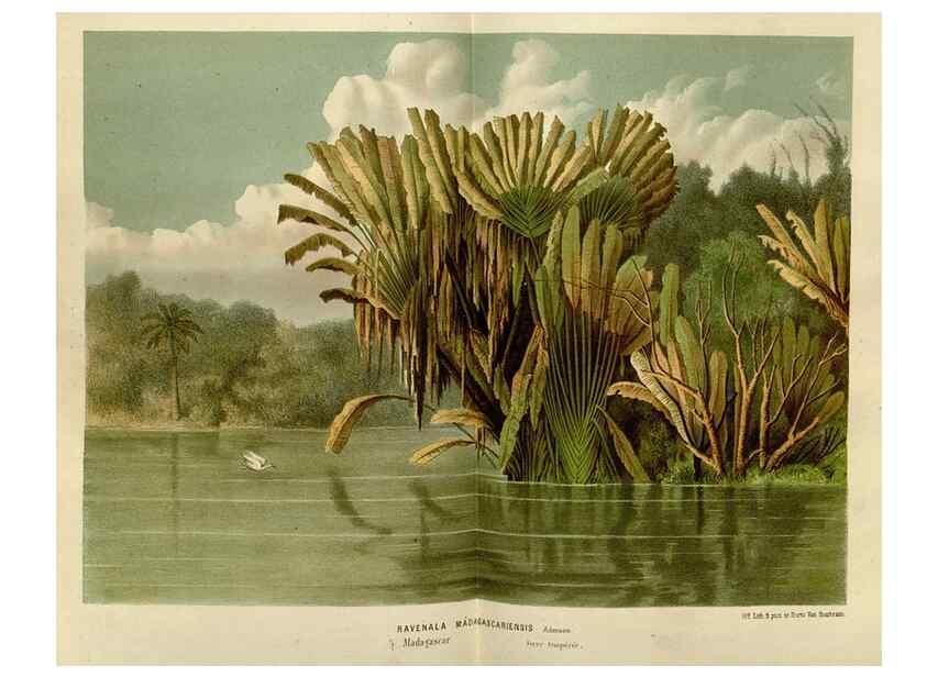 Reproducción/Reproduction 49587787073: Flore des serres et des jardins de l'Europe. A Gand :chez Louis van Houtte, eÌditeur,1845-1880.. 