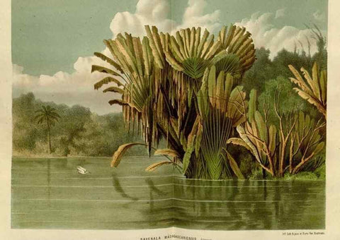 Reproducción/Reproduction 49587787073: Flore des serres et des jardins de l'Europe. A Gand :chez Louis van Houtte, eÌditeur,1845-1880.. 