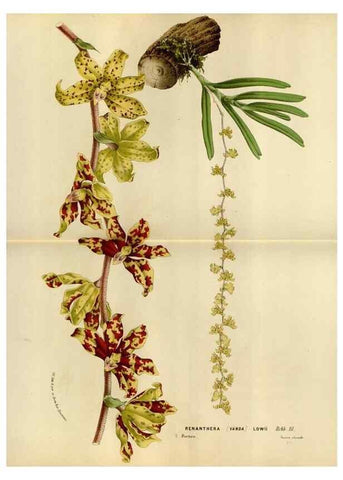 Reproducción/Reproduction 49587787583: Flore des serres et des jardins de l'Europe. A Gand :chez Louis van Houtte, eÌditeur,1845-1880.. 