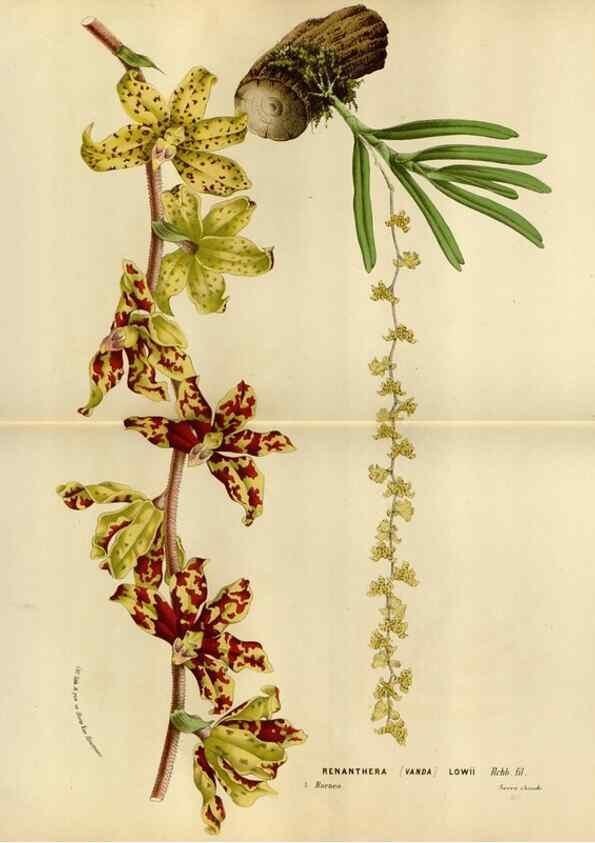 Reproducción/Reproduction 49587787583: Flore des serres et des jardins de l'Europe. A Gand :chez Louis van Houtte, eÌditeur,1845-1880.. 