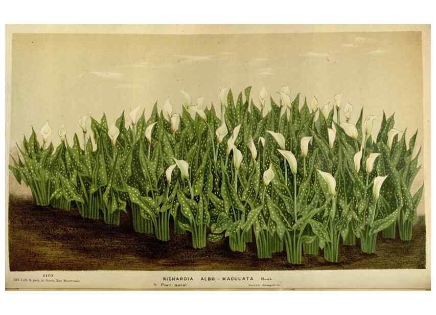 Reproducción/Reproduction 49587787893: Flore des serres et des jardins de l'Europe. A Gand :chez Louis van Houtte, eÌditeur,1845-1880.. 