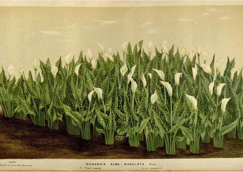 Reproducción/Reproduction 49587787893: Flore des serres et des jardins de l'Europe. A Gand :chez Louis van Houtte, eÌditeur,1845-1880.. 