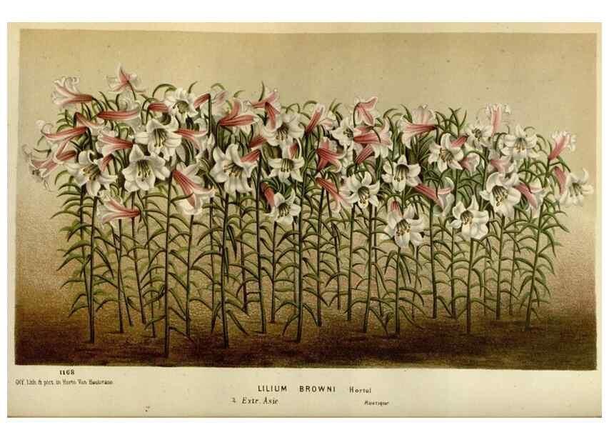 Reproducción/Reproduction 49588523512: Flore des serres et des jardins de l'Europe. A Gand :chez Louis van Houtte, eÌditeur,1845-1880.. 