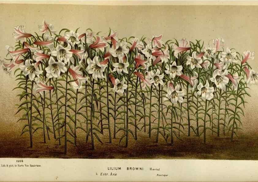 Reproducción/Reproduction 49588523512: Flore des serres et des jardins de l'Europe. A Gand :chez Louis van Houtte, eÌditeur,1845-1880.. 