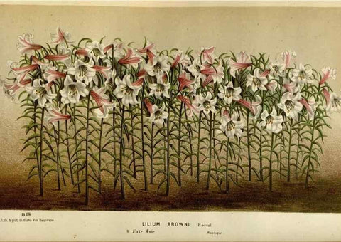 Reproducción/Reproduction 49588523512: Flore des serres et des jardins de l'Europe. A Gand :chez Louis van Houtte, eÌditeur,1845-1880.. 