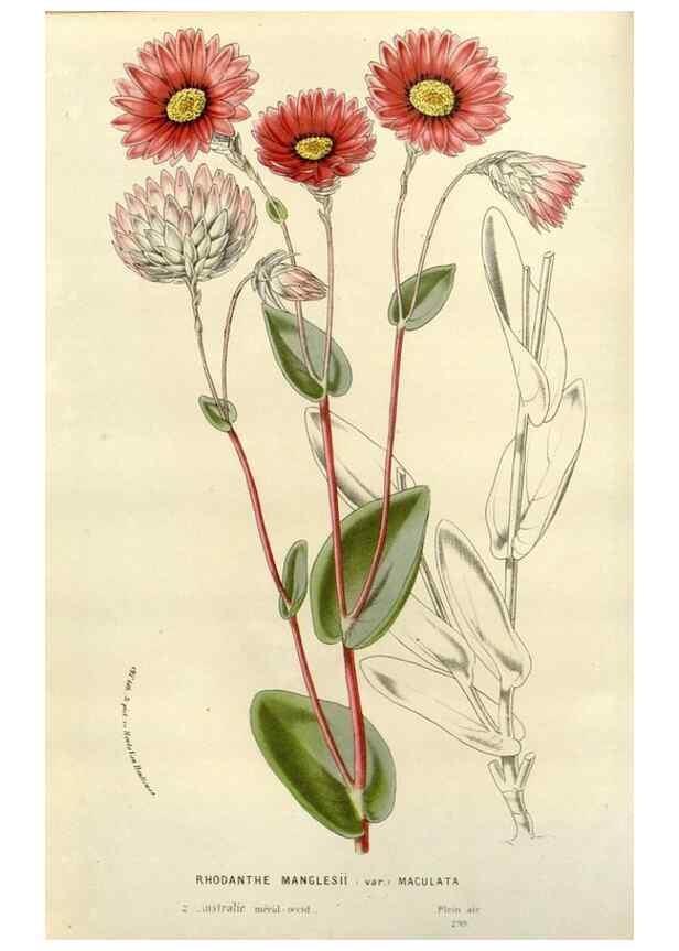Reproducción/Reproduction 49587868318: Flore des serres et des jardins de l'Europe. A Gand :chez Louis van Houtte, eÌditeur,1845-1880.. 