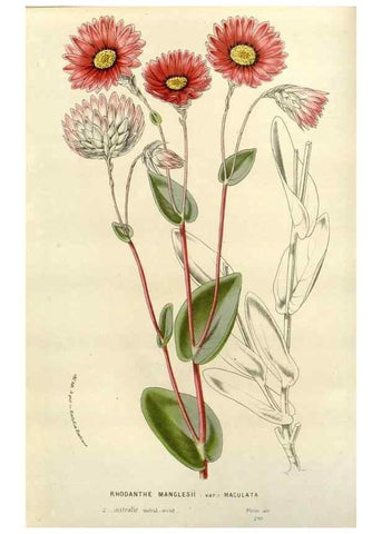 Reproducción/Reproduction 49587868318: Flore des serres et des jardins de l'Europe. A Gand :chez Louis van Houtte, eÌditeur,1845-1880.. 