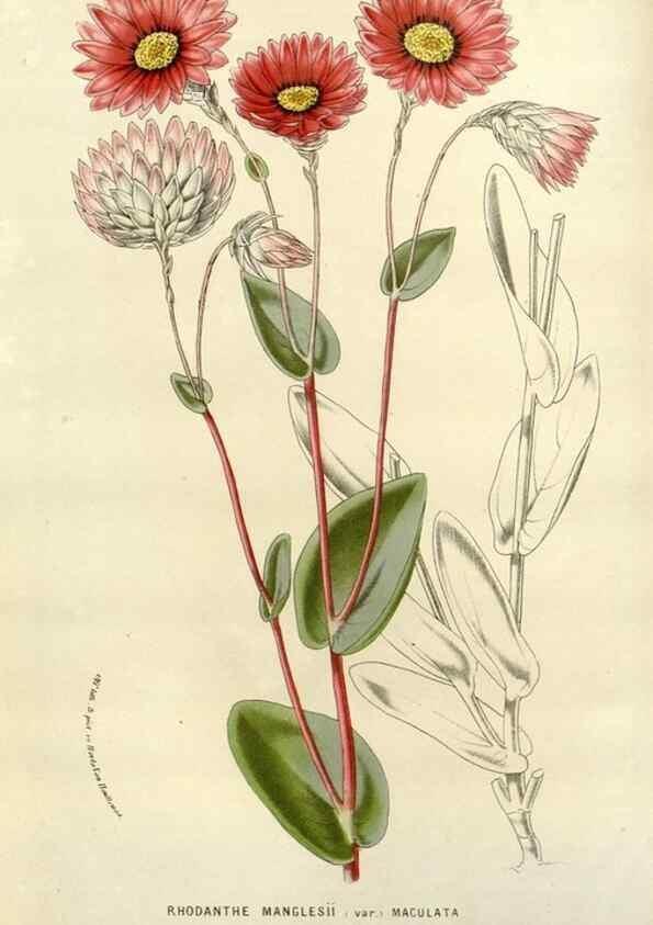 Reproducción/Reproduction 49587868318: Flore des serres et des jardins de l'Europe. A Gand :chez Louis van Houtte, eÌditeur,1845-1880.. 