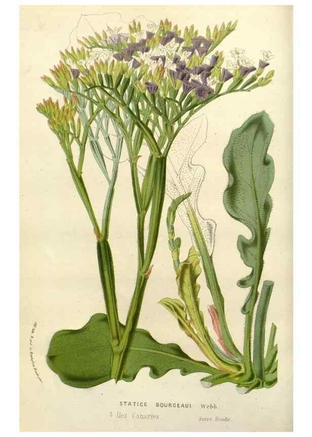 Reproducción/Reproduction 49588360926: Flore des serres et des jardins de l'Europe. A Gand :chez Louis van Houtte, eÌditeur,1845-1880.. 