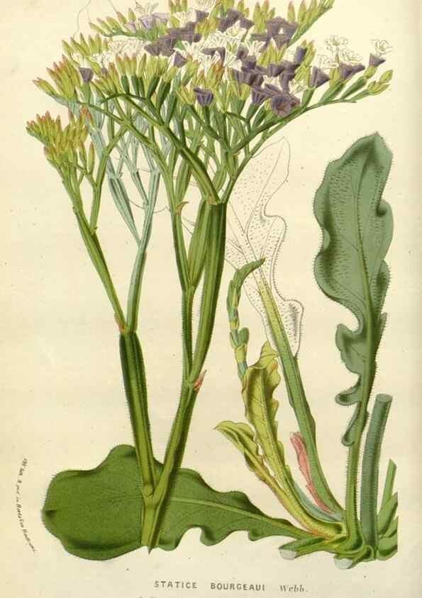 Reproducción/Reproduction 49588360926: Flore des serres et des jardins de l'Europe. A Gand :chez Louis van Houtte, eÌditeur,1845-1880.. 