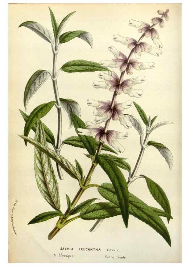 Reproducción/Reproduction 49587868773: Flore des serres et des jardins de l'Europe. A Gand :chez Louis van Houtte, eÌditeur,1845-1880.. 