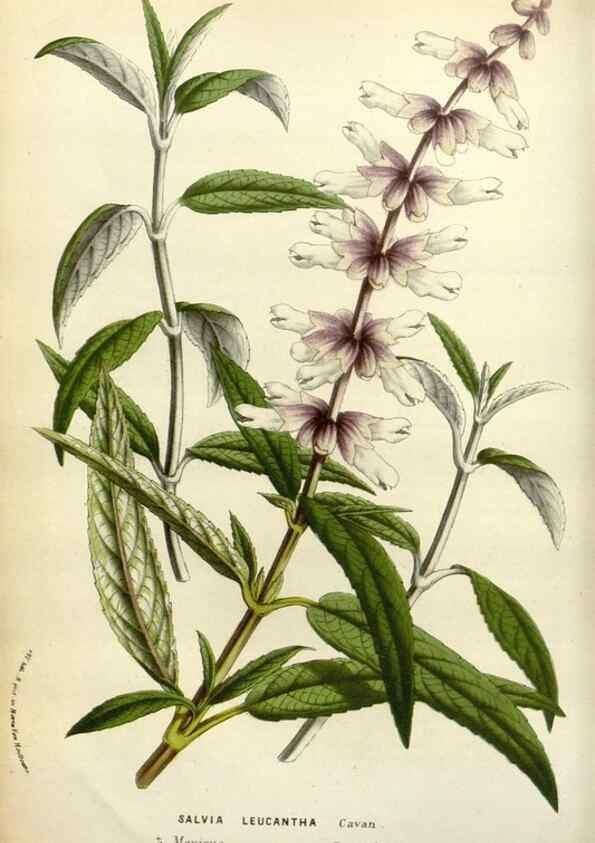Reproducción/Reproduction 49587868773: Flore des serres et des jardins de l'Europe. A Gand :chez Louis van Houtte, eÌditeur,1845-1880.. 