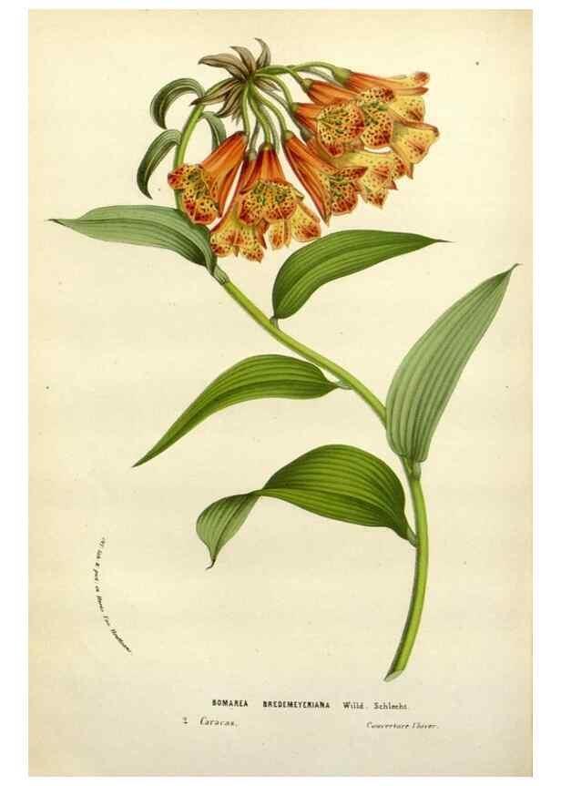 Reproducción/Reproduction 49588367561: Flore des serres et des jardins de l'Europe. A Gand :chez Louis van Houtte, eÌditeur,1845-1880.. 