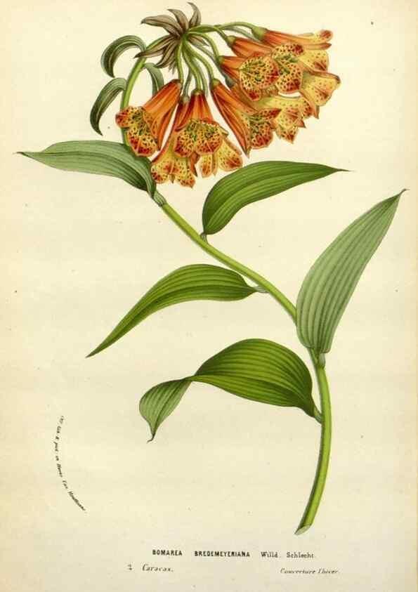 Reproducción/Reproduction 49588367561: Flore des serres et des jardins de l'Europe. A Gand :chez Louis van Houtte, eÌditeur,1845-1880.. 