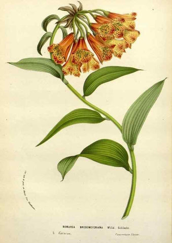 Reproducción/Reproduction 49588367561: Flore des serres et des jardins de l'Europe. A Gand :chez Louis van Houtte, eÌditeur,1845-1880.. 