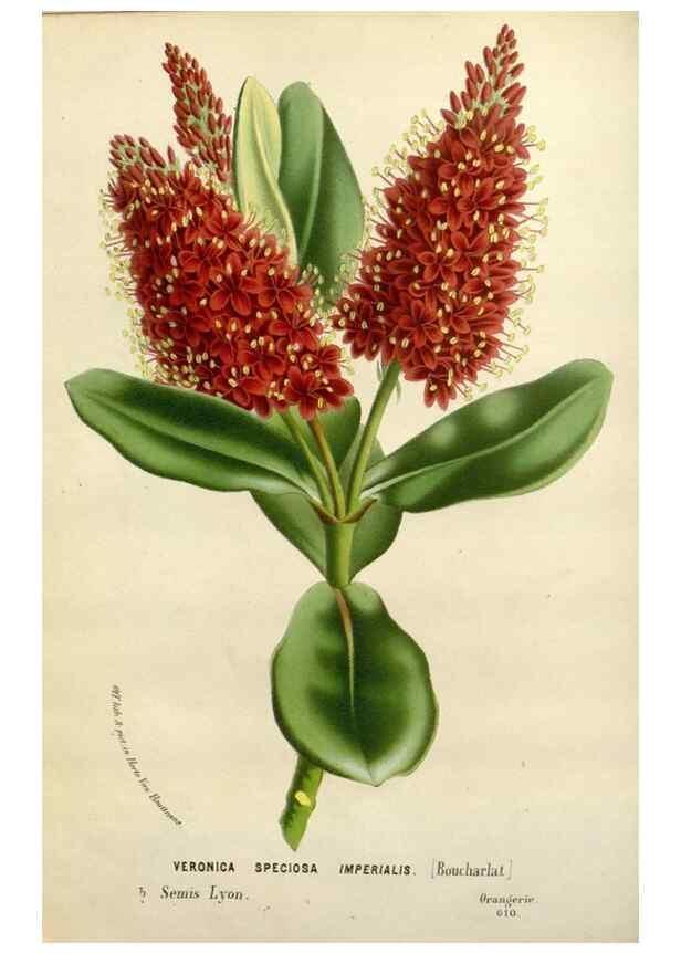 Reproducción/Reproduction 49588612777: Flore des serres et des jardins de l'Europe. A Gand :chez Louis van Houtte, eÌditeur,1845-1880.. 