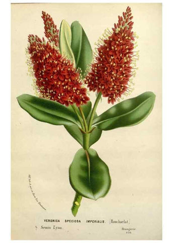 Reproducción/Reproduction 49588612777: Flore des serres et des jardins de l'Europe. A Gand :chez Louis van Houtte, eÌditeur,1845-1880.. 