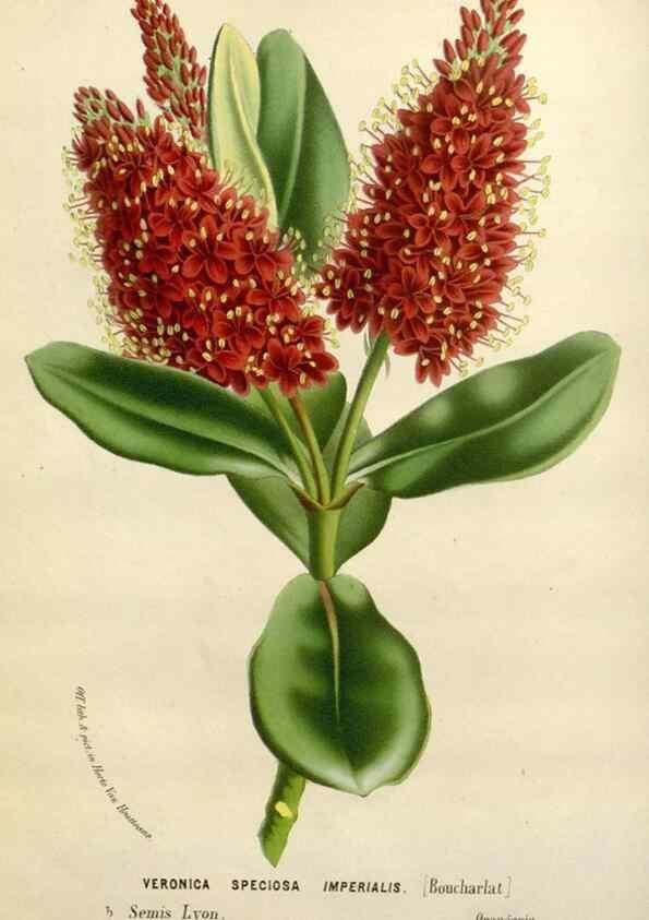 Reproducción/Reproduction 49588612777: Flore des serres et des jardins de l'Europe. A Gand :chez Louis van Houtte, eÌditeur,1845-1880.. 