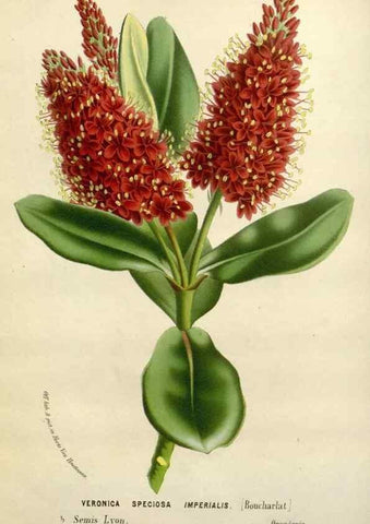 Reproducción/Reproduction 49588612777: Flore des serres et des jardins de l'Europe. A Gand :chez Louis van Houtte, eÌditeur,1845-1880.. 