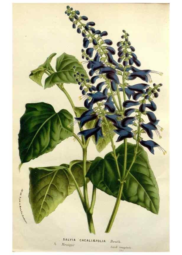 Reproducción/Reproduction 49588368151: Flore des serres et des jardins de l'Europe. A Gand :chez Louis van Houtte, eÌditeur,1845-1880.. 
