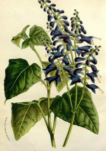 Reproducción/Reproduction 49588368151: Flore des serres et des jardins de l'Europe. A Gand :chez Louis van Houtte, eÌditeur,1845-1880.. 