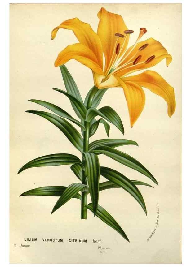 Reproducción/Reproduction 49588613357: Flore des serres et des jardins de l'Europe. A Gand :chez Louis van Houtte, eÌditeur,1845-1880.. 