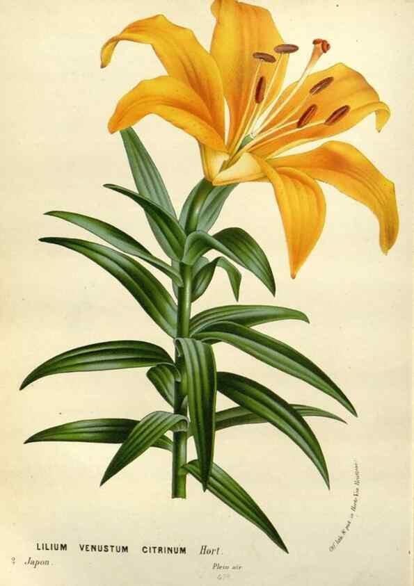 Reproducción/Reproduction 49588613357: Flore des serres et des jardins de l'Europe. A Gand :chez Louis van Houtte, eÌditeur,1845-1880.. 