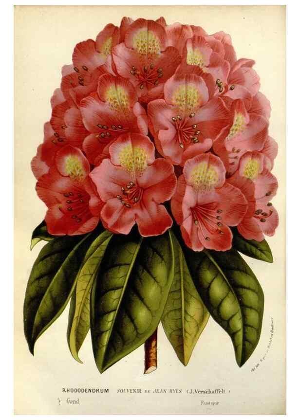 Reproducción/Reproduction 49588368756: Flore des serres et des jardins de l'Europe. A Gand :chez Louis van Houtte, eÌditeur,1845-1880.. 